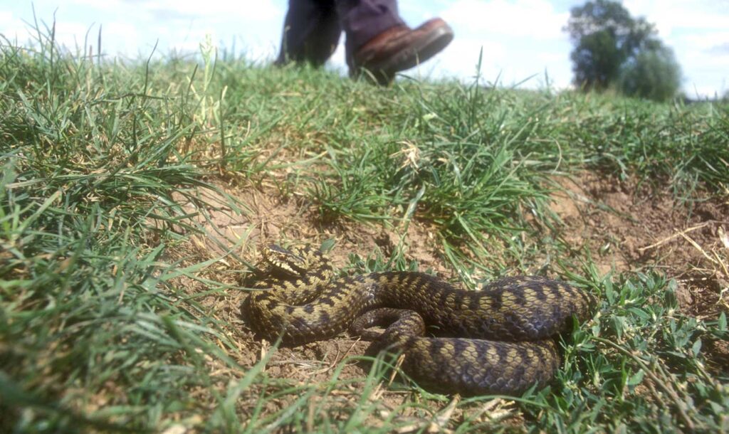 Snake in the grass on hiking trail poised to strike hiker